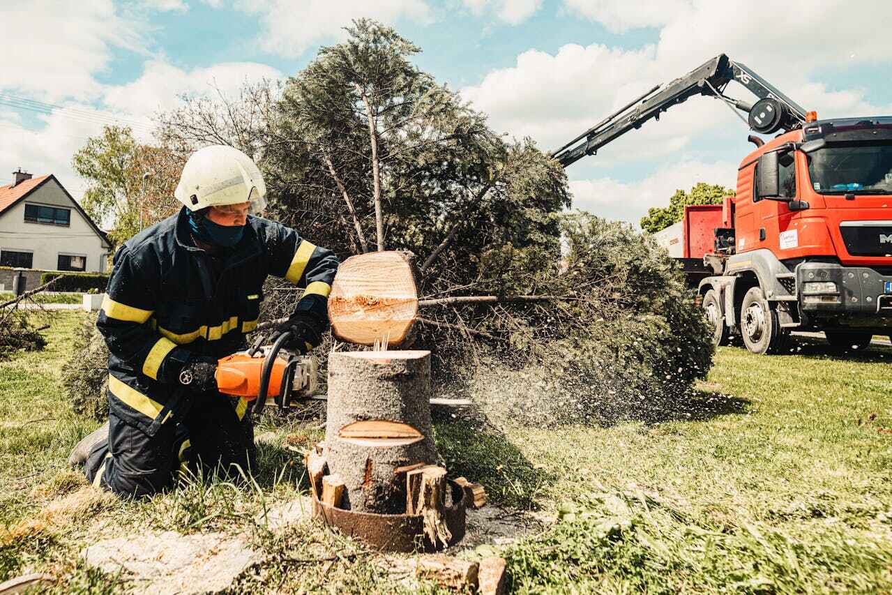 The Steps Involved in Our Tree Care Process in Whiteman Af, MO